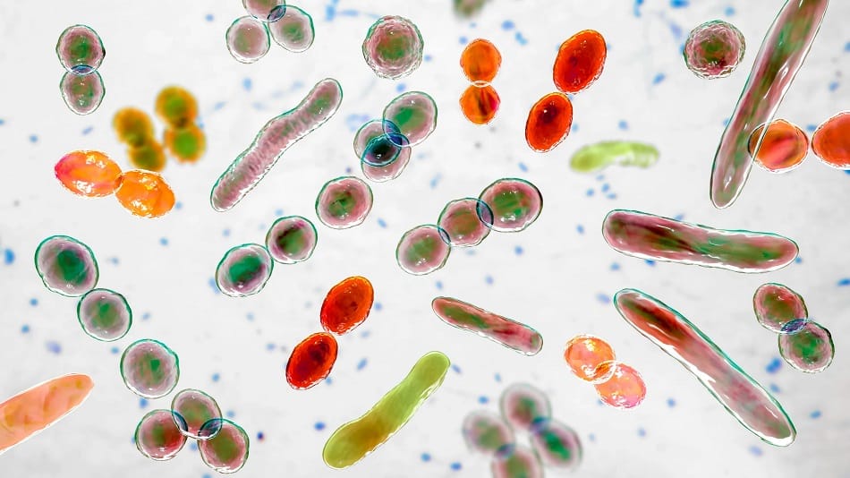 Hệ vi sinh có vai trò gì với thành tích chạy bộ?