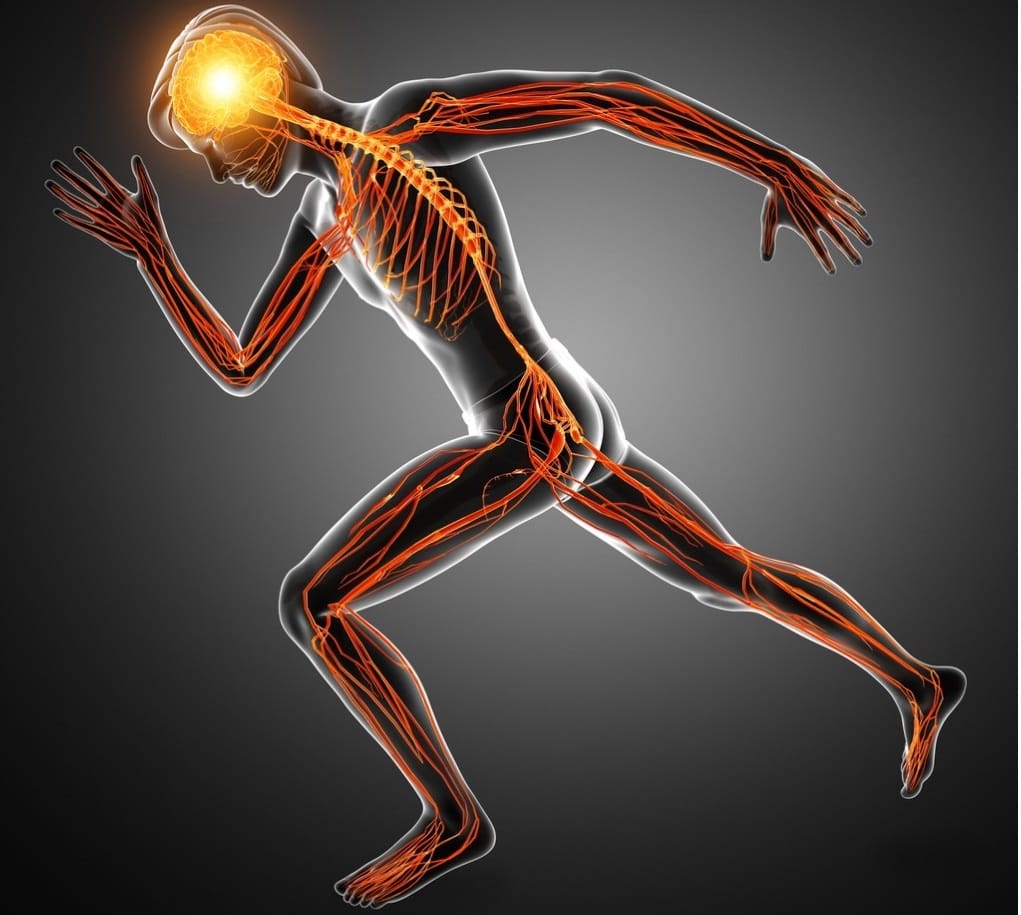 Tác động của chạy bộ lên não